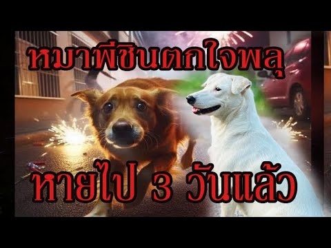 หมาพี่ชินตกใจเสียงพลุ  วันที่31 ทำใจไว้แล้ว