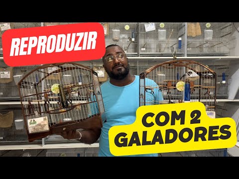 COMO REPRODUZIR COM VÁRIOS GALADORES