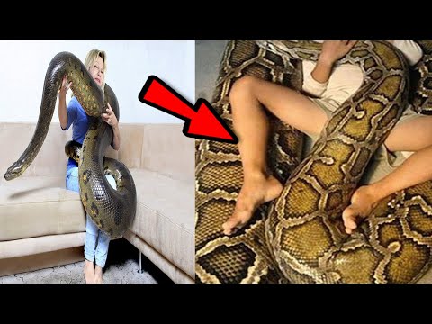 ELLE COUCHE AVEC SON PYTHON TOUS LES SOIRS, VOUS N'IMAGINEZ PAS CE QUE LUI EST ARRIVÉE - Jericho