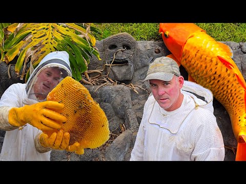 We Found a Huge Beehive in a Koi Pond!