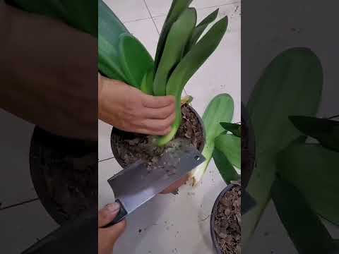 Clivia vs Other Orchids The Ultimate Showdown!