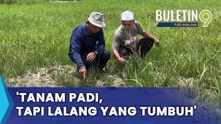 Pesawah Mengeluh Tiada Air, Sukar Usahakan Tanaman Padi