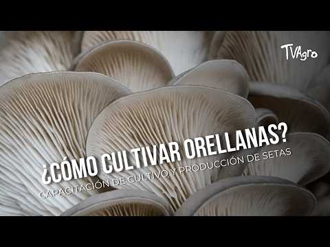 YouTube video thumbnail: How to Grow Oyster Mushrooms? Cultivation and Production Training