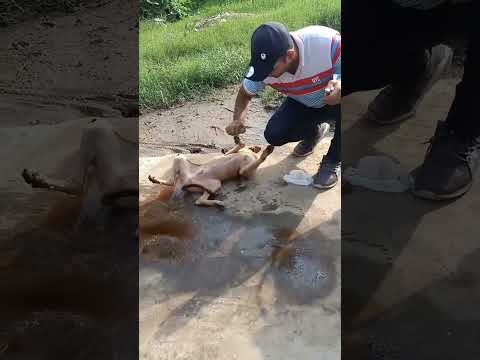Stray puppy ? ticks removal treated ?? || #shorts #animals