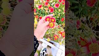 FOR MY LOYAL GUYS💖#trending#youtubeshorts#viral#viralvideo#viralshort#foryou#foryoupage#flowers#fyp