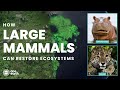 Large Mammals and Ecosystem Restoration