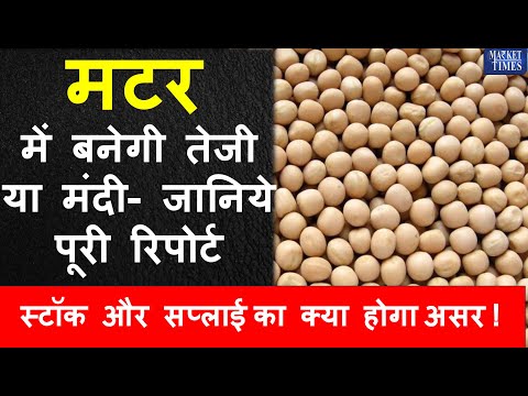 मटर में बनेगी तेजी या मंदी- जानिये पूरी रिपोर्ट - स्टॉक और सप्लाई का क्या होगा असर !#yellowpeas