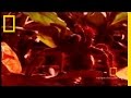 Goliath Tarantula Facts and Behavior