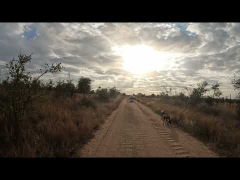 Wild Dogs GoPro