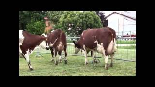 ProCross herd in Italy