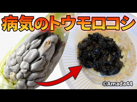 病気のトウモロコシを食べてみた【ウイトラコチェ】