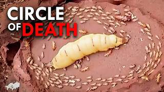 Why Do Termites Lick Their Queens To Death?