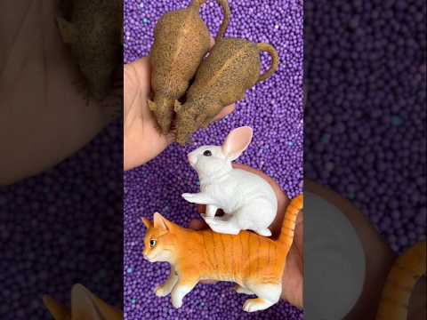 Mouse, cat, rabbit #animals