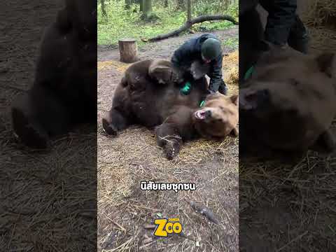 เมื่อแกล้งล้มนอนหงายต่อหน้าหมี!