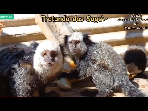 Macaquinhos Sagui Brigando Para Comer (Jéssica Alves)