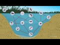 Exploring Food Chains and Food Webs in the Littoral Zone