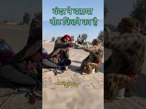 मदारी के पूछने पर बंदर ने नोट का नंबर बताया #bandar #madari #bandarkakhel #madarikakhel #bandarmama
