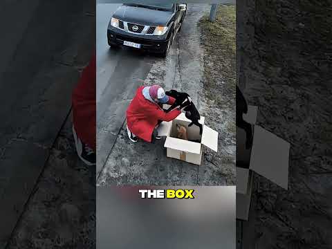 Kind Stranger Stops on Highway to Rescue Abandoned Puppies from the Cold! #kindness