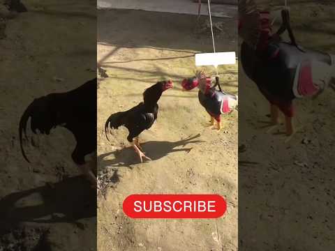 Aseel🐓murga fight other aseel🤣Aseel murge ne ladai krli🔥#shorts#viral#trending #petsvloging #ytshort