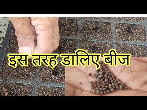 seed sowing for winter vegetable