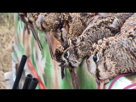 Avcılık - Av Tüfekleri - Soru Cevap - Hunting