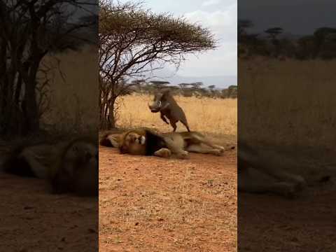 Mr Warthog Standing With Lions Comedy Scene ๐