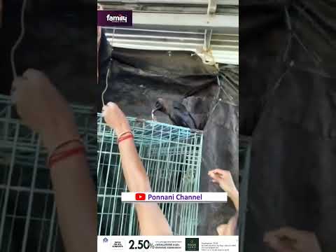 കാക്ക പഴയ കാക്കയല്ല!; 500 രൂപ നോട്ട് റാഞ്ചിയെടുത്ത് പറന്നു, തിരികെ കിട്ടാൻ വീട്ടമ്മയുടെ പെടാപ്പാട്,