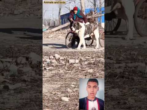 كلب ضخم ينقذ إمرأة كبيرة من الموت ?أذكي كلب في العالم.#funny #shorts #dogs #dog#fypシ #fyp