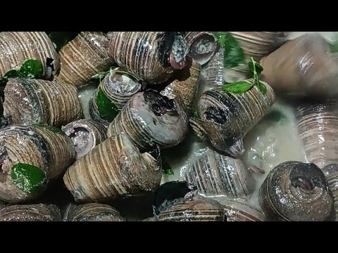 NAPAKASARAP ginataang Bangongon #seafood #shells #snails