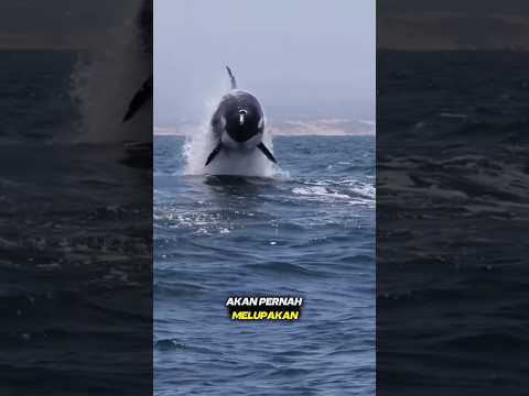 Paus Orca yang Ingin Hidup Bebas #animals #shortvideo #shorts #viral #whale #short #orca