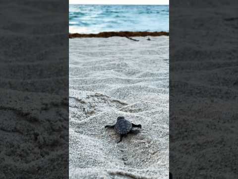 It's Sea Turtle Season! 🐢 #seaturtles #turtle #seaanimals #plasticpollution #trash #sand #beach