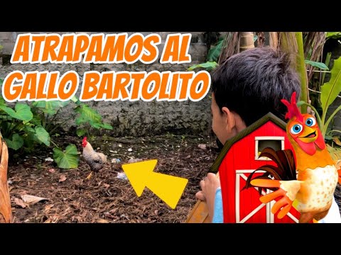 Atrapamos al gallo Bartolito 😰 !