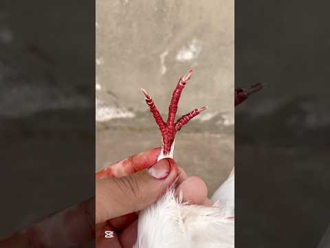 What is On The Pigeon’s Leg? 🤔😱 || #viral #petsforshoq #supportme #subscribe #like