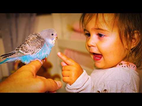 How to Care for 4 Week Old Baby Budgies