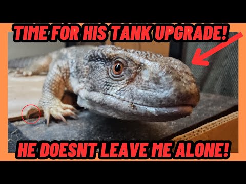 BABY SAVANNAH MONITOR TANK UPGRADE TIME!