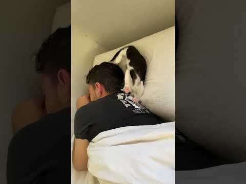 That's one way to sleep! 🤣 #cutecats #sleepycat #catshorts