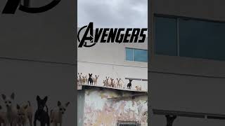 The Chihuahua Avengers Assemble 🐶⚡ | Funniest Dog Squad Ever #dogshorts