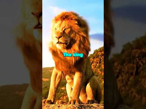 Why Is The Lion KING of The Jungle🤯
