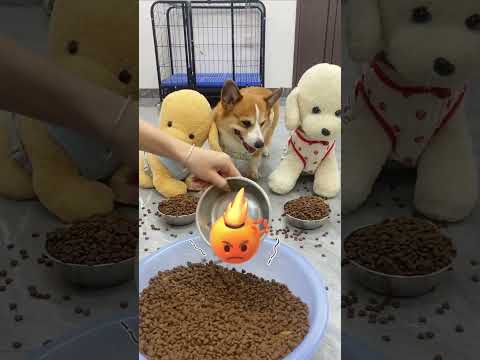 Riesen PRANK Für Das Hündchen!