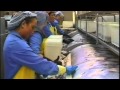 Fish Processing and Preparation Steps
