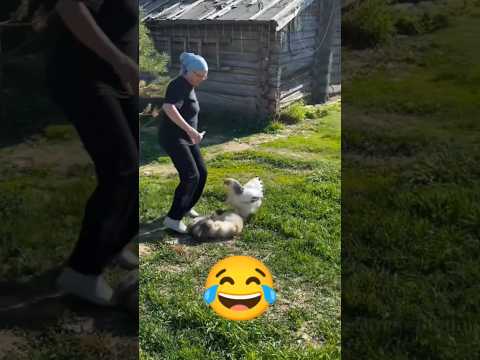 مشاجرة حادة بين القطط و الدجاجة تتدخل ههه #اكسبلور #viral #funny #fyp #explore