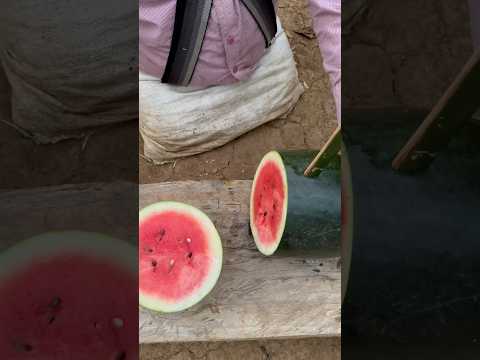 First time seeing watermelon plant  #shorts #bushcraft #outdoor #survival #viralvideo #camping
