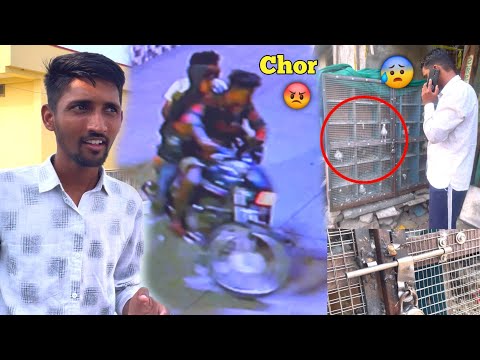 Mere Kabootar Chori Ho Gaye😱