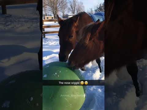 Funny horse#horse#horsevideo #funny#fyp
