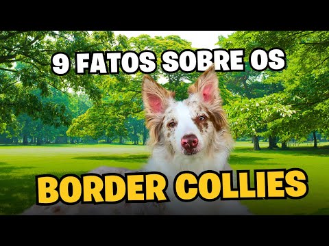 Os Segredos Dos Border Collies: 9 Coisas Que Ninguém Te Conta