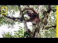 Durian Adventure Challenges and Facts