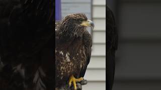 The world’s BEST eyesight 👁️ #mayahiga #eagle #birdofprey #education #shorts