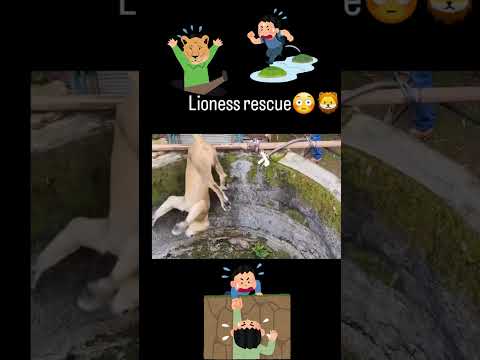 lion rescue in farm | #gir #animals #asiaticlion #lion #gujarat #wildlife #girforest #shorts #short
