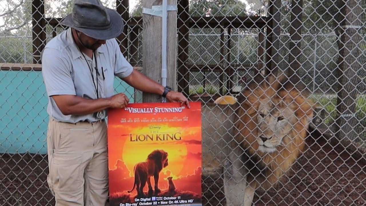 Visiting The Real Life Lion King at Central Florida Animal Reserve! Big Cat Facts! The Tim Tracker