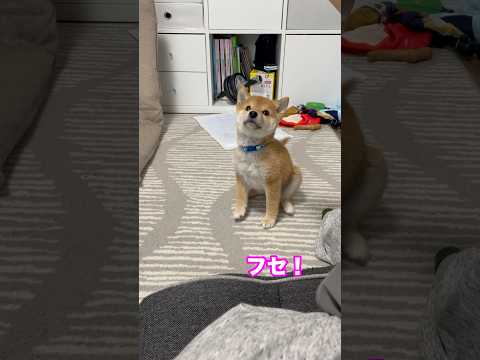 フセとオテ、似てて難しいよね #豆柴 #子犬 #しつけ #柴犬